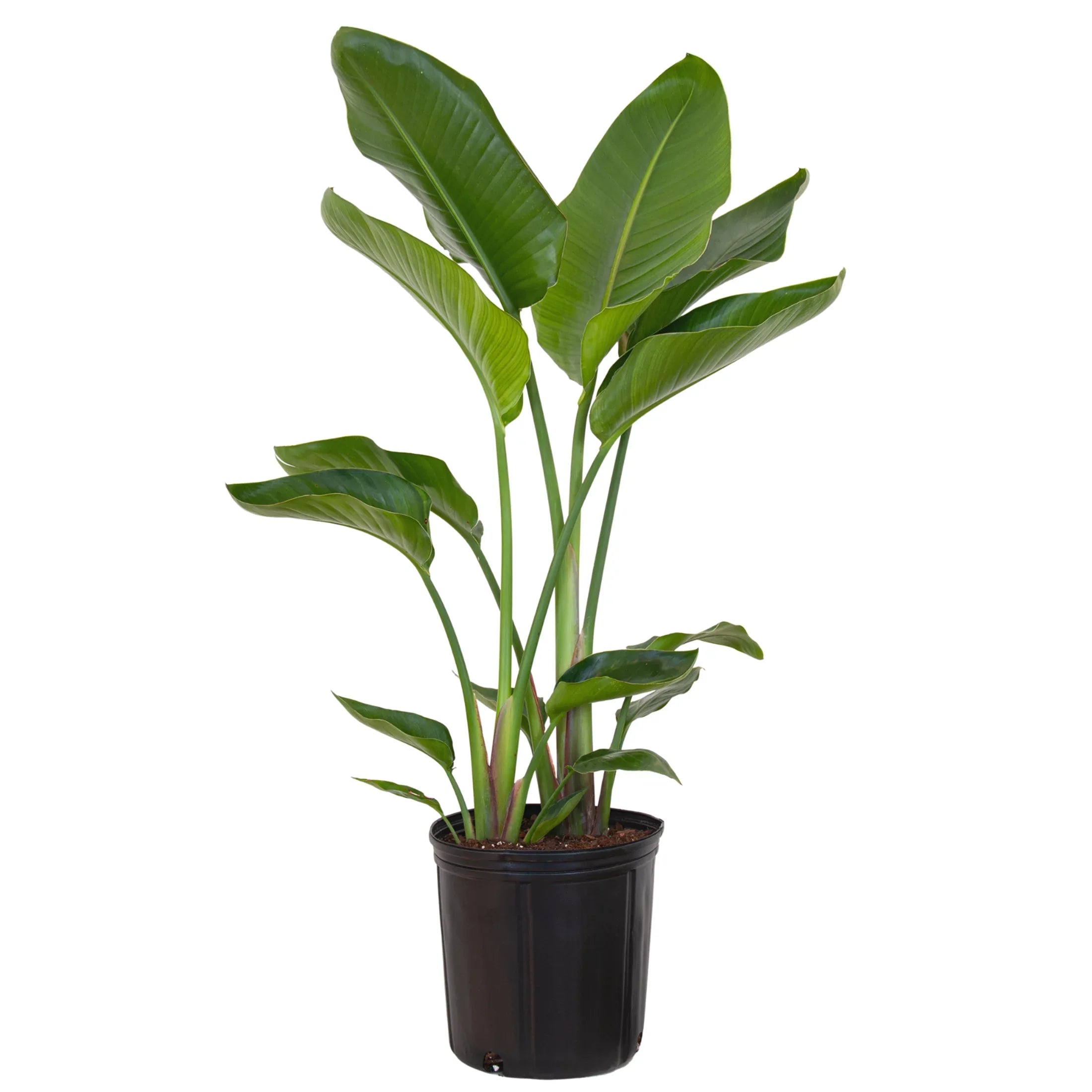 Bird Grower inch Paradise Live United in Nursery 26-32 Plant Tall Pot inches of White 9.25
