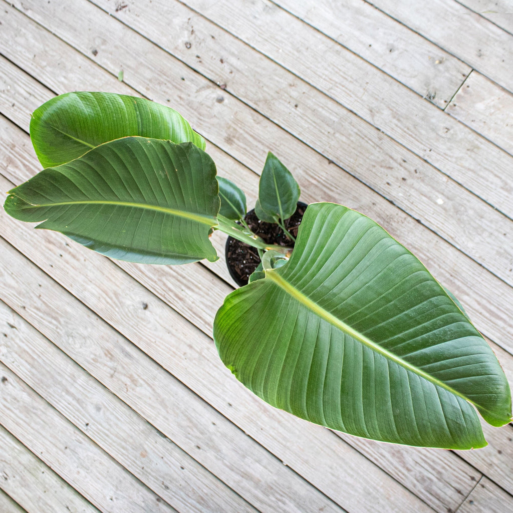 Bird Grower inch Paradise Live United in Nursery 26-32 Plant Tall Pot inches of White 9.25