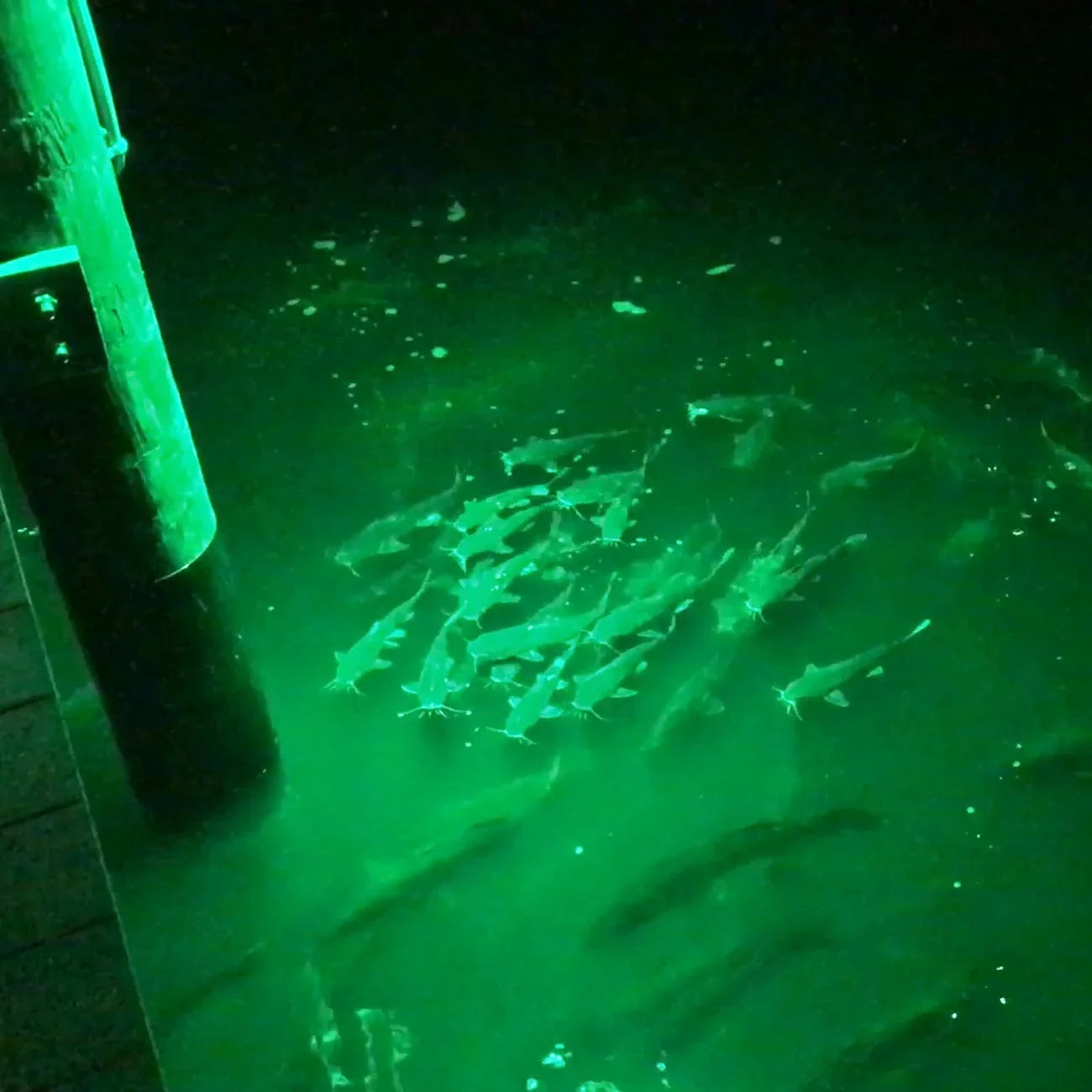 Boat Game 100w Rite Green & Blazer Dock Game and LED Floodlight Angler Fish Fish Attracting Hunting for 110v Light