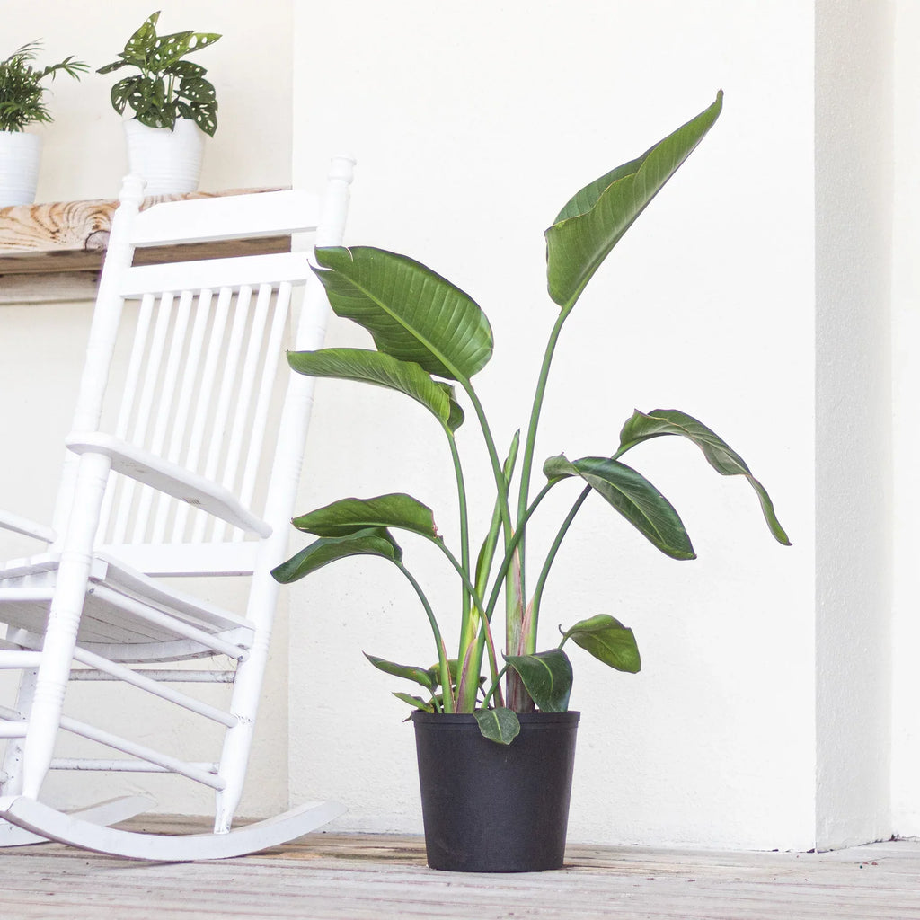 Bird Grower inch Paradise Live United in Nursery 26-32 Plant Tall Pot inches of White 9.25