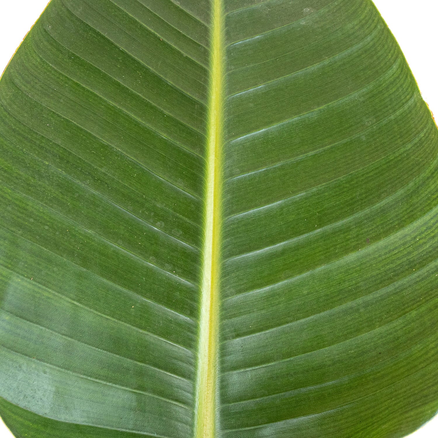 Bird Grower inch Paradise Live United in Nursery 26-32 Plant Tall Pot inches of White 9.25