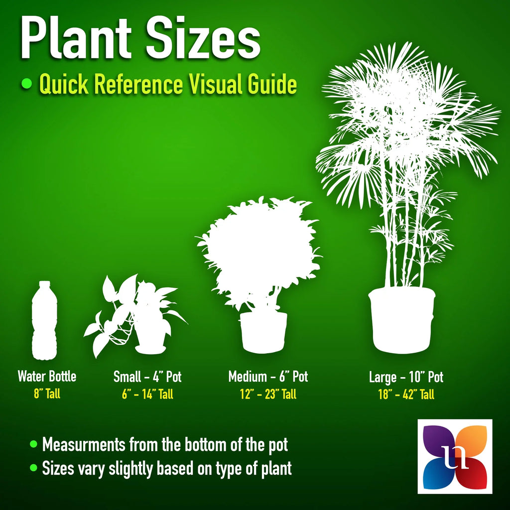 Bird Grower inch Paradise Live United in Nursery 26-32 Plant Tall Pot inches of White 9.25