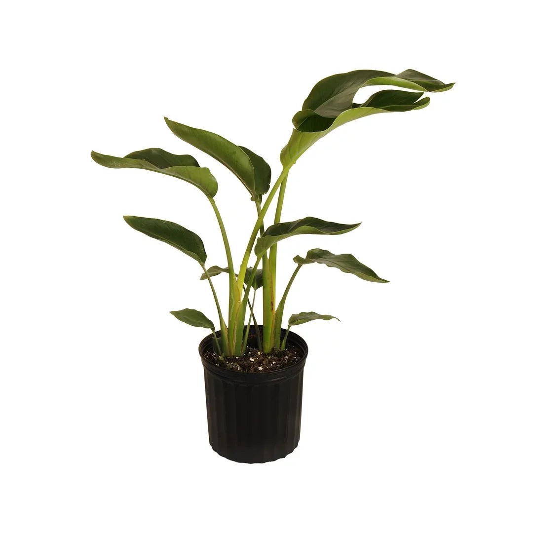 Bird Grower inch Paradise Live United in Nursery 26-32 Plant Tall Pot inches of White 9.25